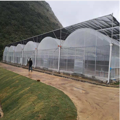 花卉種植利器 薄膜連體大棚的優(yōu)勢與建設要點