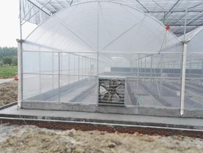 GSW8430型鋼架連棟薄膜溫室大棚 現代農業的綠色守護者
